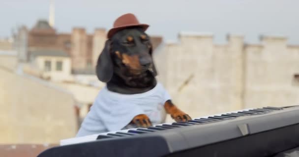 Dachshund perro juega teclado bailando en la azotea del edificio — Vídeo de stock