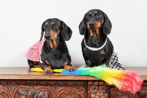 Twee schattige teckel honden in meid uniform met schorten zitten op houten oppervlak, veren stofdoek voor het reinigen ligt in de buurt, vooraanzicht. — Stockfoto