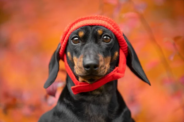 Porträt eines entzückenden Dackelwelpen mit roter Strickmütze und einem Verschluss unter dem Kinn, der im herbstlichen Park spaziert, Vorderansicht, verschwommener Hintergrund. Saisonale Kleidung für Haustiere — Stockfoto