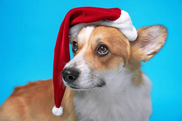Sorglig walesisk corgi pembroke eller koftor hund i Santa hatt, med pompom hängande ner dejektivt, ser ner på någon förebrående eftersom det lämnades utan semester behandlar — Stockfoto
