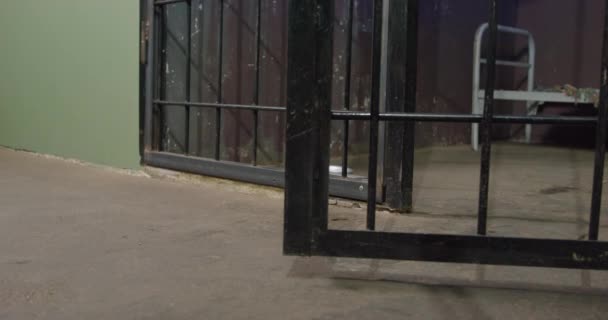 Anjing dachshund yang tertangkap dengan seragam penjara memasuki sel penjara — Stok Video
