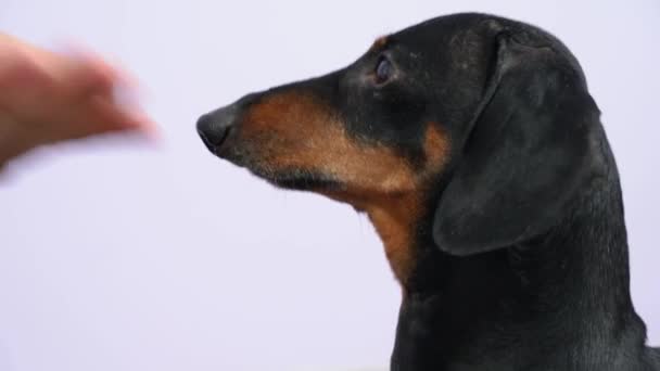 Proprietário alimenta cão dachshund com lanches perto da parede de luz — Vídeo de Stock