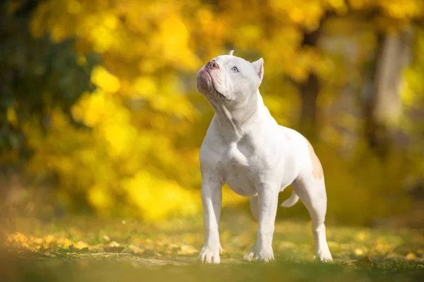 Lustiger weißer amerikanischer Rüpel-Hund steht da und blickt vorsichtig nach oben, Frontansicht. Welpe führt gehorsam das Kommando während des Trainings im schönen Herbstpark mit vergilbtem Laub, verschwommenem Hintergrund aus — Stockfoto