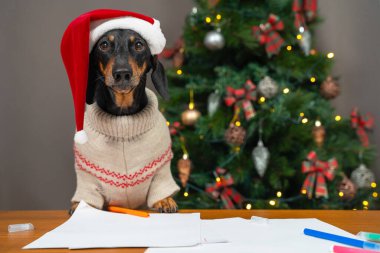 Şenlikli süveter ve şapkalı şirin dachshund köpeği Noel Baba 'ya mektup yazacak. Arzu edilen hediyelerle, ön manzara. Bulanık arka planda dekore edilmiş Noel ağacı