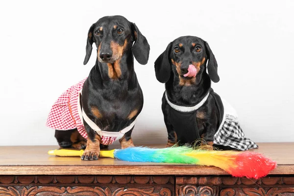 Twee grappige teckel honden in meid uniform met schorten zitten op houten oppervlak, veren stofdoek voor het reinigen ligt in de buurt, vooraanzicht. Puppy likt zijn mond na lunchpauze op het werk — Stockfoto