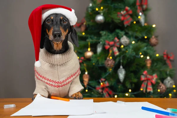 Cute dachshund dog in festive sweater and hat is going to write letter to Santa with desired gifts, front view. Decorated Christmas tree on blurred background