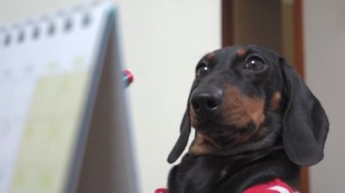 Ciddi meşgul dachshund köpek yavrusu keçeli kalemle oturur ve ters takvime notlar alır, ön görünüm, kapat. Planlama görevleri, önemli etkinlikler veya tatiller