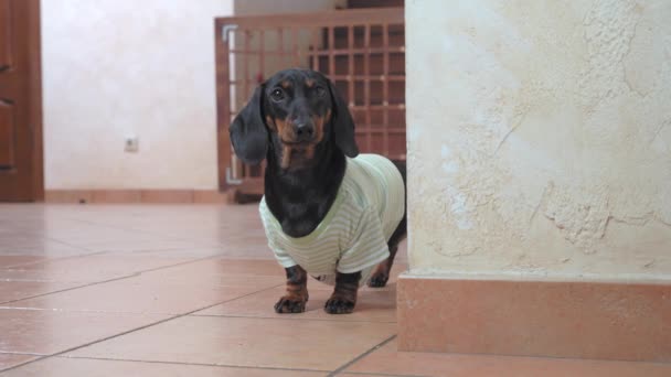 Adorabile serio bassotto cucciolo in casalingo t-shirt stand e fissa intensamente nella stanza di fronte ad esso, in attesa, poi scappa a fare i suoi affari — Video Stock