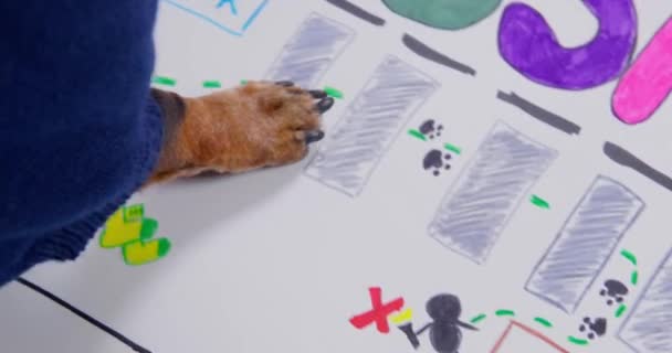 Pote hund i varm pullover løber over et stykke papir, peger på den måde at forlade lager på bygningsplanen, tæt op. Kriminelle bande forbereder en dristig røveri plan – Stock-video