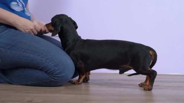 Manipulateur féminin joue avec le chien teckel actif tout en lui apprenant à obéir au commandement assis pendant l'entraînement, vue de côté. Traiter pour récompenser le bon comportement comme un renforcement positif. — Video