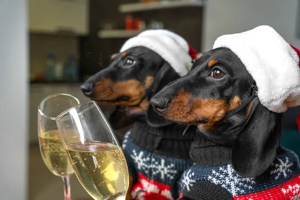 サンタの帽子の素敵なダックスフントの子犬と暖かいニットのプルオーバーは、鏡の中に反射して輝くワインのガラスをクリックします。ペットは友達がいないのでクリスマスだけを祝う — ストック写真
