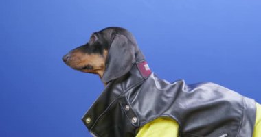 Havalı deri ceketli, sarı tişörtlü tuhaf bir köpek yavrusu ilginç bir şey gördü ve kontrol etmek için kaçtı. Arka planda mavi krom anahtar, stüdyo çekimi.