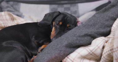 Sıcak battaniyelerin arasında melankolik bir ruh halinde sevimli bir dachshund köpeği yatıyor. Köpek kötü davranışları yüzünden cezalandırıldı, bu yüzden etrafa içerleyerek bakıyor. Evcil hayvan evde yalnız kaldığı için üzgün.