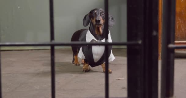 Homme d'affaires chien est reconnu coupable de fraude et a reçu une peine de prison, la porte de la prison s'ouvre devant elle. Avocat Dachshund en costume formel est venu à son client, vue de face — Video