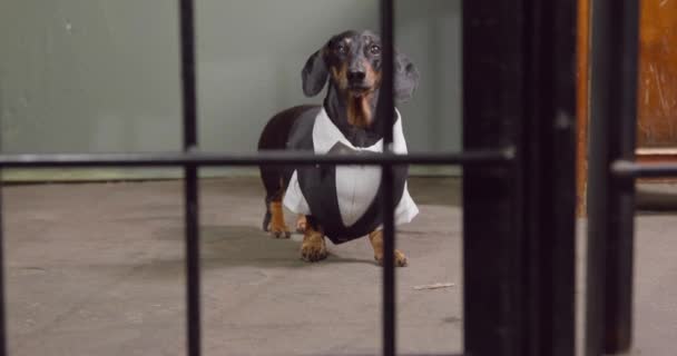 Handlarz psami jest skazany za oszustwo i dostał wyrok więzienia, drzwi do więzienia otwierają się przed nim. Dachshund prawnik w formalnym garniturze przyszedł do swojego klienta, widok z przodu — Wideo stockowe