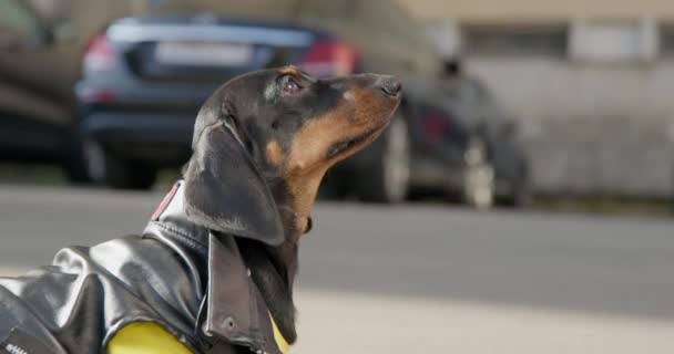 Dachshund en chaleco mira a la mujer rascándose el cuello en la calle — Vídeo de stock