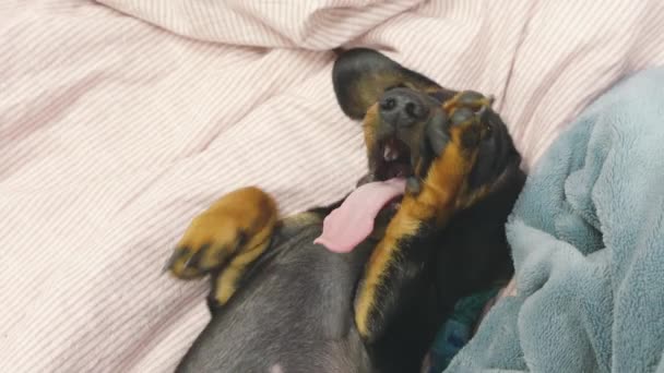 Bonito cachorro dachshund engraçado arranha seu focinho com patas, vista superior. O cãozinho está brincando e bocejando enquanto está deitado na cama. É tarde e hora de dormir — Vídeo de Stock