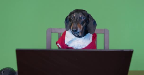 Ritratto di divertente cane bassotto in camicia bianca e giacca rossa si siede davanti al monitor del computer portatile, premendo nervosamente e rapidamente i tasti della tastiera. Un momento teso nel videogioco — Video Stock