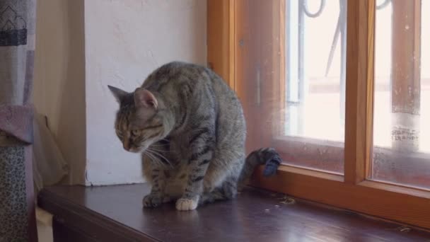 Un lindo gato con enormes ojos verdes se sienta en la ventana y se lava, escuchó algo interesante y se congeló — Vídeo de stock