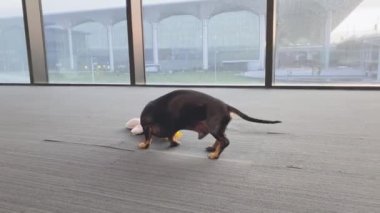 Mutlu dachshund köpekleri doldurulmuş ördek kuyruğuyla oynar.