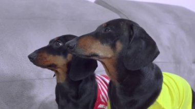 Sahibi ses komutunu evde iki şirin dachshund köpeğiyle eğitiyor, onları şekerle besliyor. Yavru köpek yüksek sesle havlar.