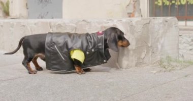Serin deri yelek giymiş küstah dachshund köpeği sokakta yürürken etrafı kokluyor ve yasak halka açık bir yerde kokuyla işaretlemek için binanın köşesine işiyor.