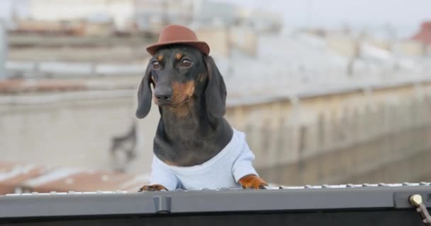 Vtipné jezevčíkovské štěně v kovbojském klobouku se širokou krempou expresivně hraje na elektrické piano, dělá malé venkovní jam session, pohled zepředu. Koncept koníčku a zábavy — Stock video