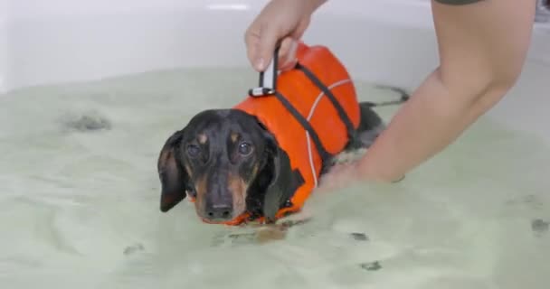 Pemilik atau pelatih memegang dengan menangani anjing dachshund dalam jaket pelampung hewan peliharaan oranye untuk berenang, mengoreksi postur dan ekor, sementara anjing membuat stroke aktif dengan kaki di bak mandi besar, menutup — Stok Video