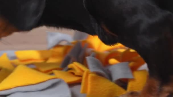 Χαριτωμένο σκυλί παίζει το παιχνίδι μύτη εργασίας ένα στρώμα sniffing που προσπαθεί να δέσει το κέρασμα. Παιχνίδι κατάρτισης για το κουτάβι — Αρχείο Βίντεο