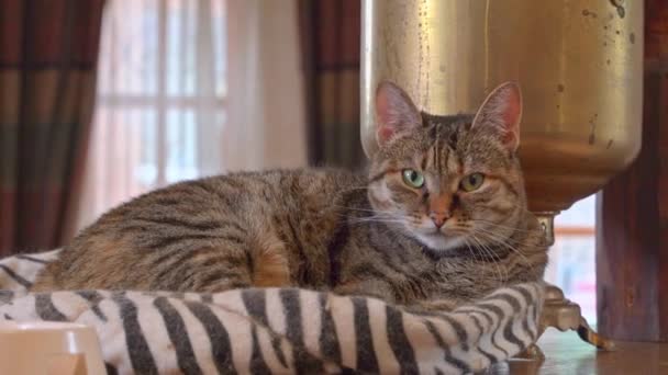 大きな緑色の目をしたかわいい猫が柔らかいベッドに横たわっていて、窓の後ろのアパートの所有者を注意深く見ています — ストック動画