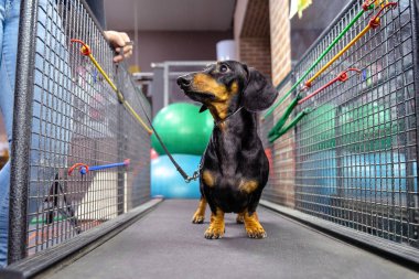 İtaatkar dachshund köpeği koşu bandında durur kasları ve eklemleri güçlendirmek ve dayanıklılığını geliştirmek için koşar. Spor salonundaki hayvanlar için özel spor aletleri.