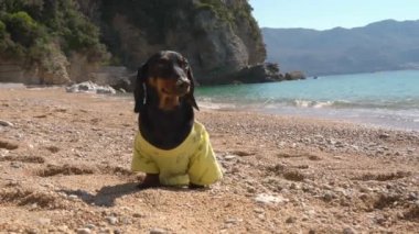 Şirin dachshund yavrusu deniz kıyısında poz veriyor. Yavru köpek üşüyor ve titriyor, bu yüzden yürüyüş sırasında güneşin tadını çıkarıyor. Hayvanlarla seyahat et.