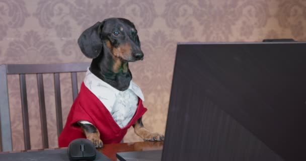 Serious perro salchicha en camisa blanca y chaqueta de punto rojo lleva a cabo la reunión en línea o entrevista. Freelancer trabaja en la oficina en casa usando un ordenador portátil, o ve una película en el servicio de streaming — Vídeo de stock