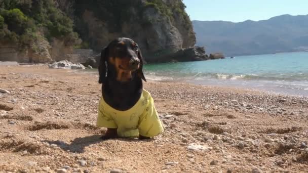 Cachorrinho lindo dachshund está posando na praia contra o pano de fundo das montanhas, vista frontal. Cão bebê é frio e tremendo, por isso está se aquecendo ao sol durante a caminhada. Viagem com animais de estimação — Vídeo de Stock