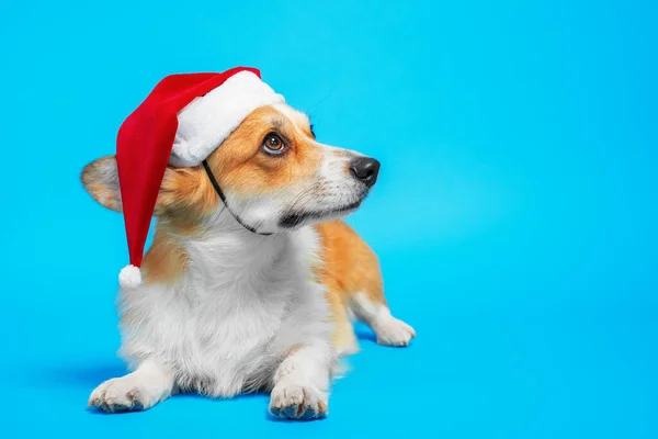 Söt allvarlig walesisk corgi pembroke hund i röd Santa hatt med pompon stirrar upp liggande på blå bakgrund, kopiera utrymme för reklam. Semesterkoncept — Stockfoto