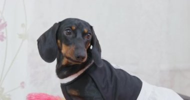 Beyaz önlüklü itaatkar dachshund köpeği temizlik için toz beziyle oturur, arkasına bakar ve öfkeyle havlar. Komik köpek yardım için birini çağırıyor.