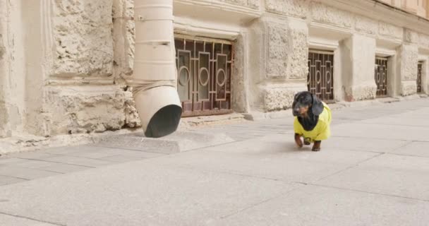 Piękny jamnik szczeniak w żółtej koszulce jest zgubiony, więc jest nerwowy i próbuje znaleźć właściciela lub drogę do domu. Bezdomny pies wędruje smutno ulicą i szuka jedzenia. — Wideo stockowe