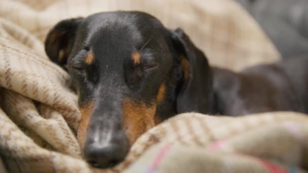 かわいい怠惰なアヒルの犬は暖かい毛布に甘く投与され、かろうじてその眠い目、フロントビューを開くことができます、閉じます。所有者が家にいない間、ペットは日中に残ります — ストック動画