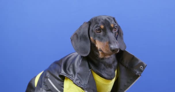 Güzel deri ceketli ve sarı tişörtlü şirin bir köpek yavrusu sabırla oturur ve bekler, merakla etrafına bakar, arka planda mavi krom anahtar, stüdyo çekimi — Stok video