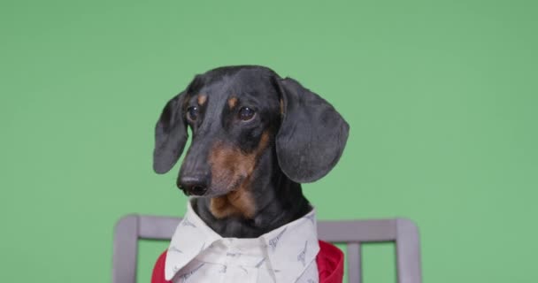 Портрет смішного собаки таксі в білій сорочці і червоній в'язаній куртці, який раптом починає стукати столом з лапами, стрибає вгору, грає на піаніно або друкує на клавіатурі комп'ютера, хромати на фоні — стокове відео