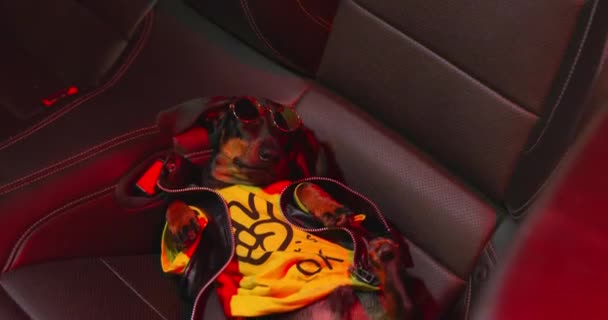 Chien ivre insolent teckel en veste en cuir et des lunettes de soleil élégantes est couché sur le siège passager arrière de la voiture, feux d'avertissement rouges et bleus de la voiture de police clignotent au-dessus — Video
