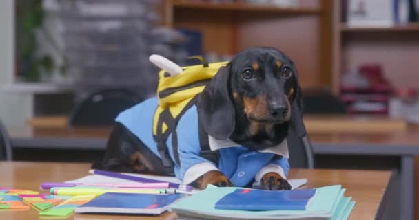ダックスフンド犬は分散型学校用品の中に机の上に横たわっています — ストック動画