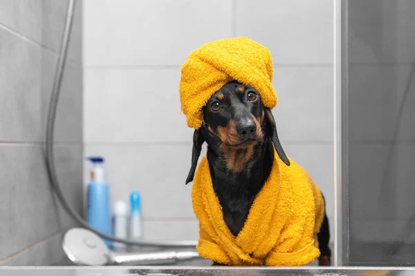 Lindo cachorro salchicha en albornoz amarillo y con toalla envuelta alrededor de su cabeza como un turbante se para en la ducha después de bañarse. Procedimientos higiénicos diarios para mascotas —  Fotos de Stock