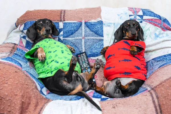 Luie dikke teckel honden ligt op een fauteuil met buiken omhoog met afstandsbediening tussen hen, tv kijken en wil geen beweging doen. Slechte gewoonten en zittende levensstijl — Stockfoto
