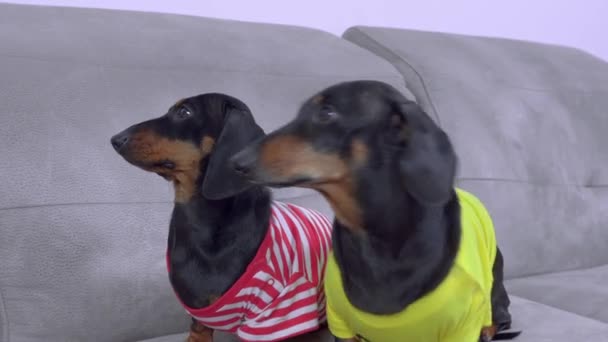 Dos lindos perros salchichas con coloridas camisetas se sientan en el sofá y miran atentamente al dueño, esperando una comida o un paseo. — Vídeos de Stock