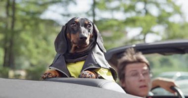 Dachshund marka deri ceketli komik bir köpek yavrusu üstü açık arabanın arka yolcu koltuğuna yaslanmış ve dışarı bakmış, sahibi koltuğa oturana kadar beklememiş ve uzaklaşmış.