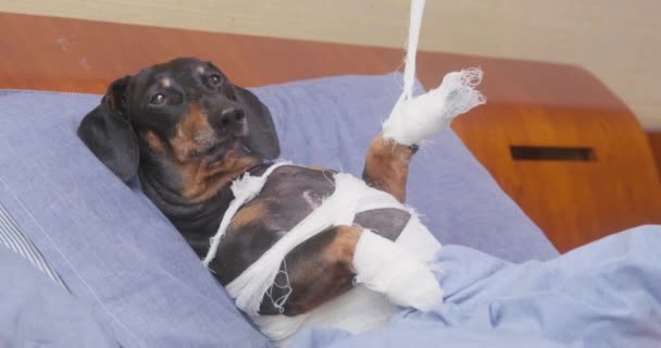 Proprietario di cane bassotto solleva zampa ferita con benda — Video Stock