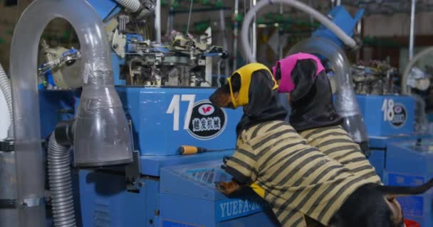 Dois cães dachshund engraçados em balaclavas multicoloridas artesanais em suas cabeças colocam suas patas na máquina industrial na fábrica, assistem o processo de produção enquanto trabalham — Vídeo de Stock