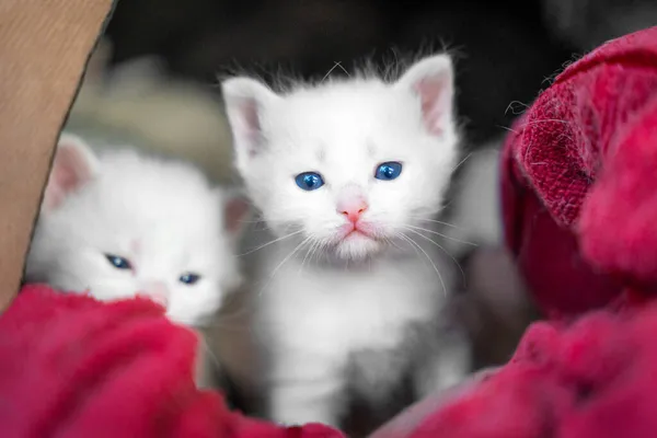 Lovely white fluffy kittens with blue eyes have just woken up and sleepily look out of cozy pet house, lying among warm blanket. Baby animals are exploring a big new world around — Stock Photo, Image