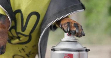 Havalı deri ceketli küstah kötü köpek grafiti çizmek için sprey boyayı sallıyor ve kamera lensini siyaha boyuyor. Vandal ortalığı dağıtıyor ve çevreyi bozuyor.